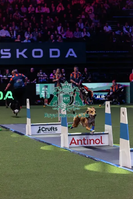 Framed Print : Flyball Final
