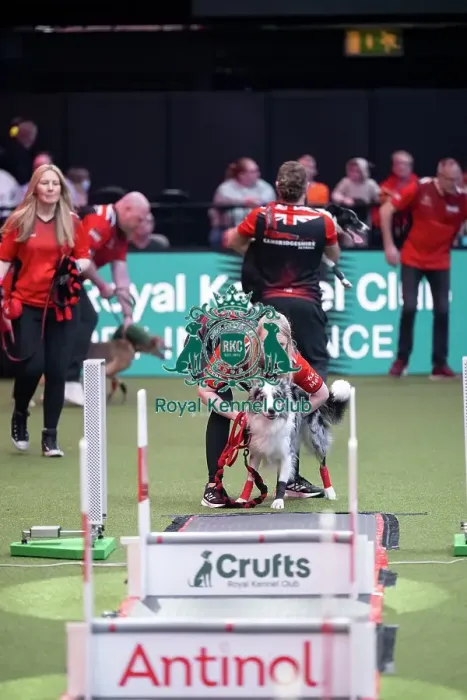 Framed Print : Flyball final