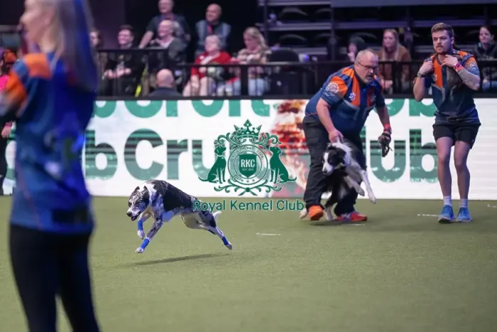 Framed Print : Flyball final Framed Print : Flyball final
