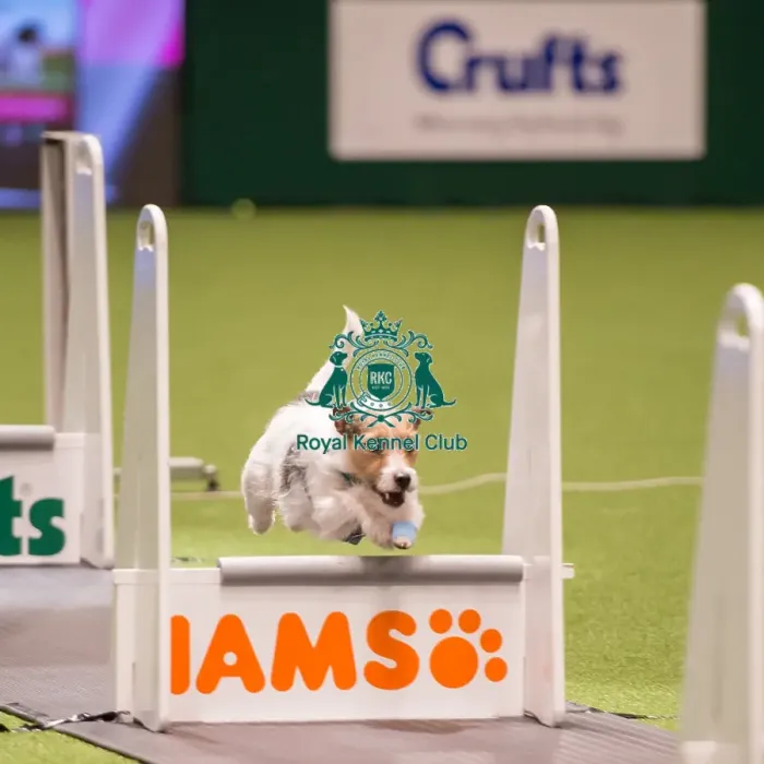 Framed Print : Flyball quarter final Framed Print : Flyball quarter final