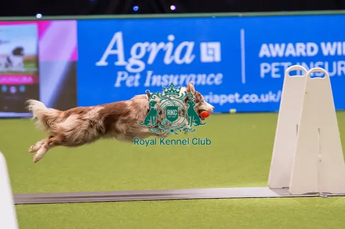 Framed Print : Flyball quarter final