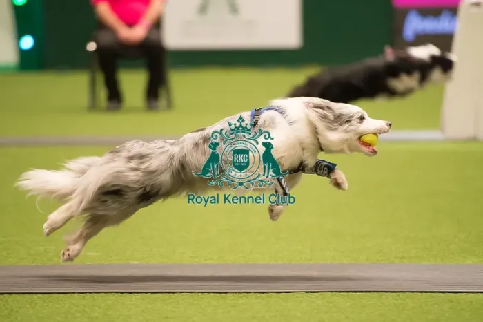 Framed Print : Flyball - Quarter Finals Framed Print : Flyball - Quarter Finals