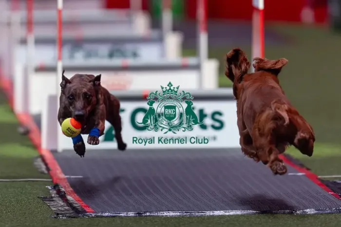Framed Print : Flyball Team The Last 16 who was competing today (Friday 07 / 03 / 25)