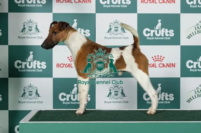 Framed Print : Fox Terrier (Smooth) Best of Breed Crufts 2026 Framed Print : Fox Terrier (Smooth) Best of Breed Crufts 2026
