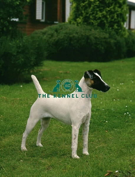 Fox Terrier (Smooth Haired)