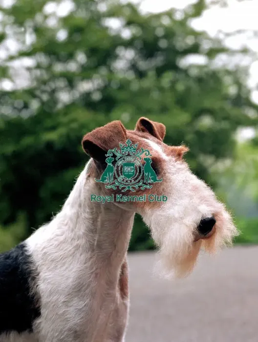 Framed Print : Fox Terrier-Wire Framed Print : Fox Terrier-Wire