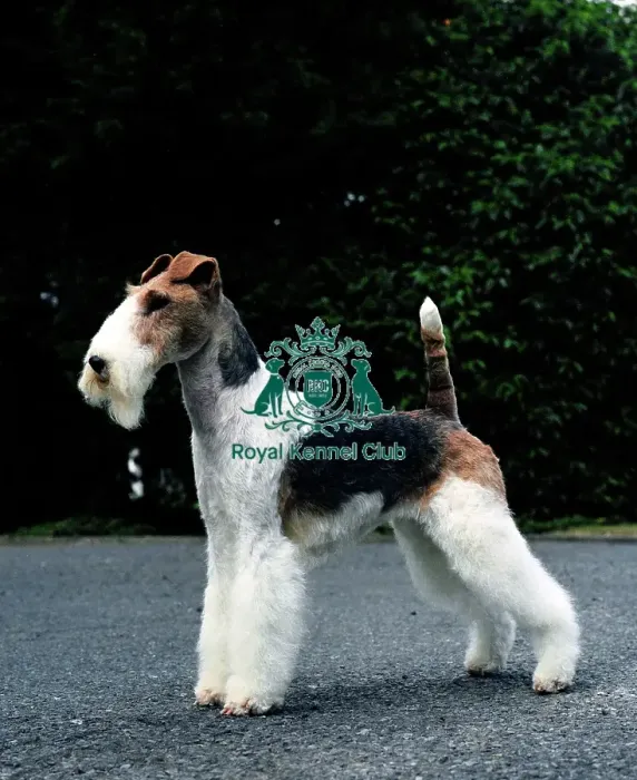 Framed Print : Fox Terrier-Wire Framed Print : Fox Terrier-Wire