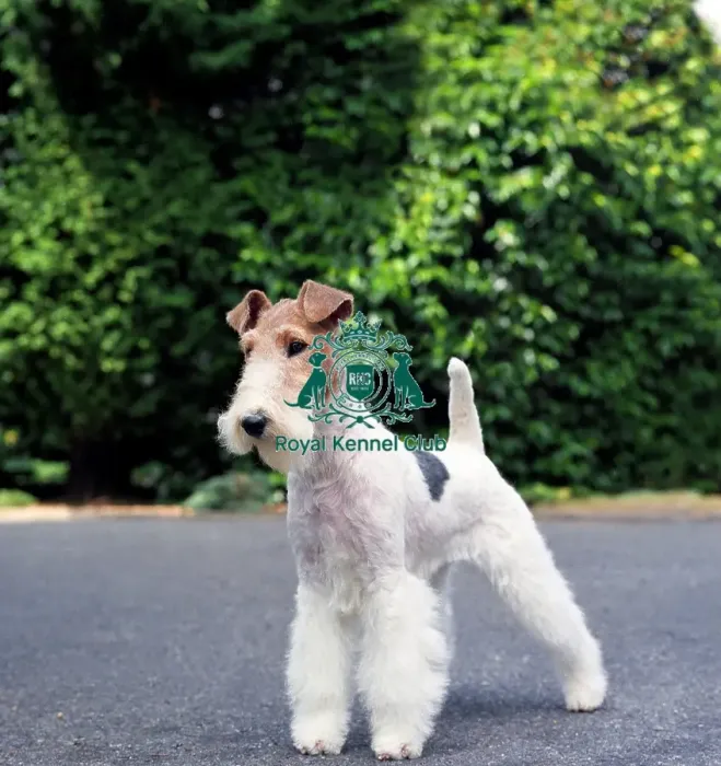 Framed Print : Fox Terrier-Wire Framed Print : Fox Terrier-Wire