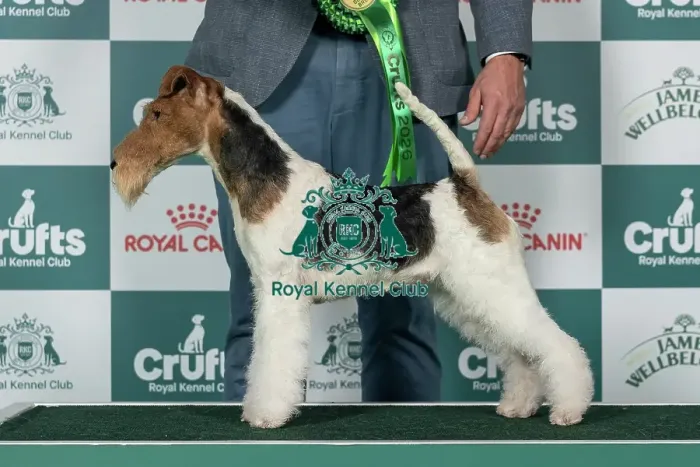 Framed Print : Fox Terrier (Wire) Best of Breed Crufts 2026 Framed Print : Fox Terrier (Wire) Best of Breed Crufts 2026