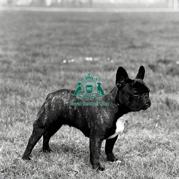 Framed Print : French Bulldog Framed Print : French Bulldog