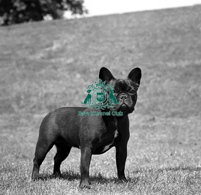 Framed Print : French Bulldog Framed Print : French Bulldog