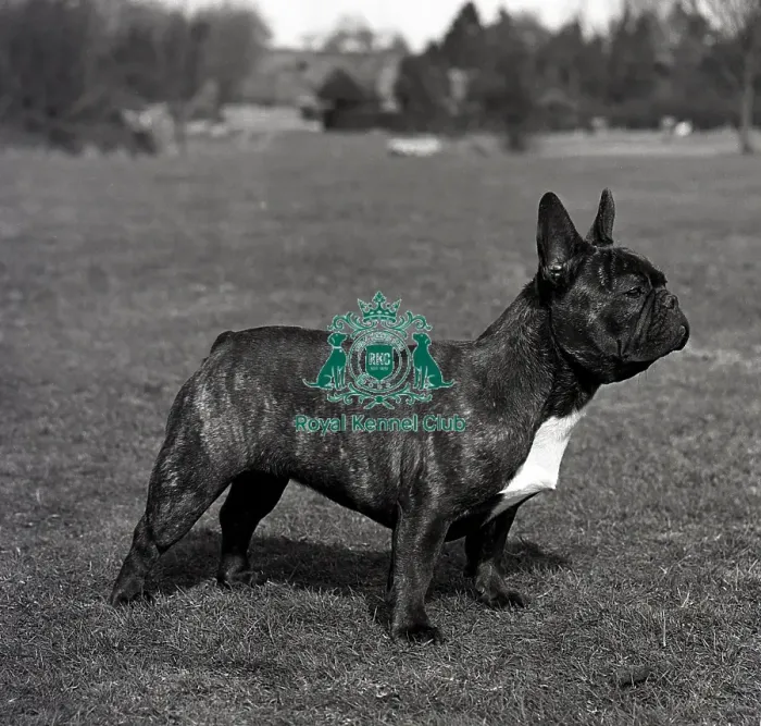 Framed Print : French Bulldog Framed Print : French Bulldog