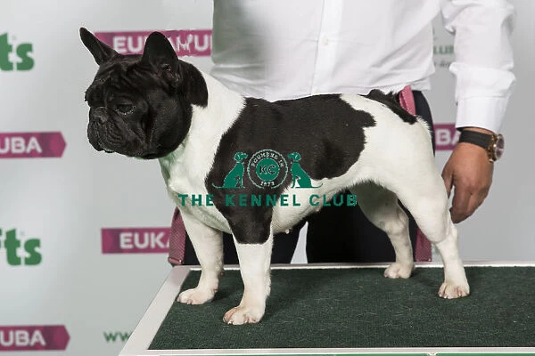 French Bulldog. Best of Breed. KORINNE DE EL MENCEY LOCO [ATC AV02047ESP]