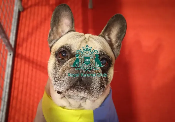 Framed Print : French Bulldog Framed Print : French Bulldog