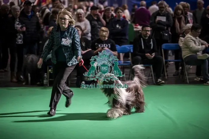 Framed Print : General shot of Bearded Collie's being judged in the ring Framed Print : General shot of Bearded Collie's being judged in the ring