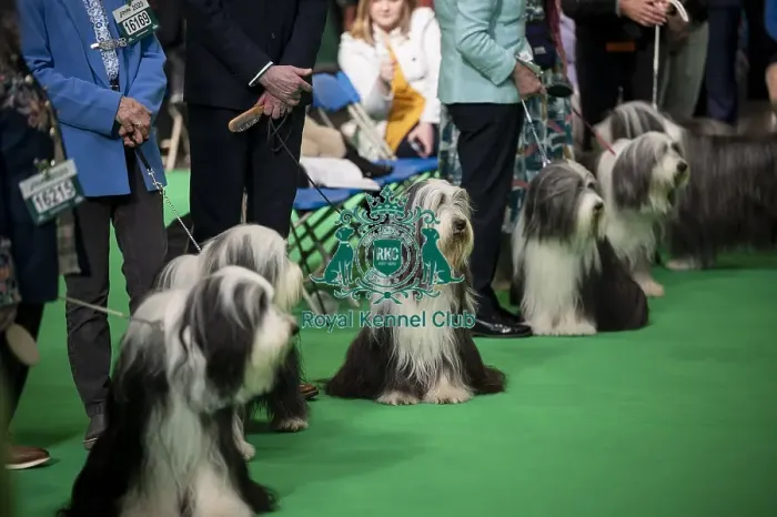 Framed Print : General shot of Bearded Collie's being judged in the ring Framed Print : General shot of Bearded Collie's being judged in the ring