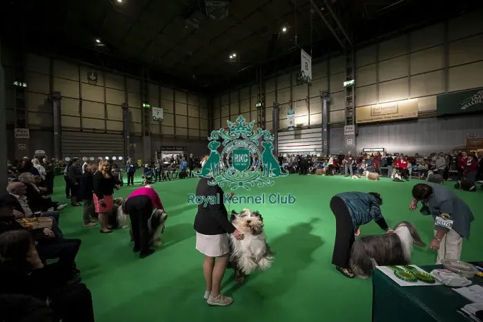 Framed Print : General shot of Bearded Collie's being judged in the ring Framed Print : General shot of Bearded Collie's being judged in the ring
