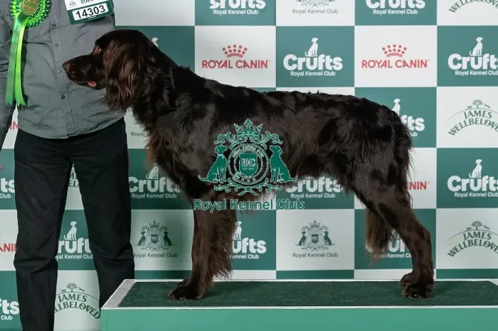 Framed Print : German Longhaired Pointer Best of Breed Crufts 2026 Framed Print : German Longhaired Pointer Best of Breed Crufts 2026