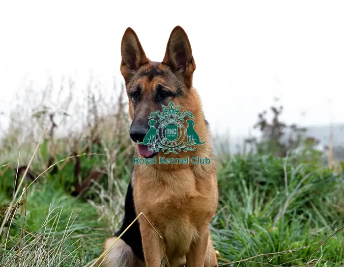 Framed Print : German Shepherd Dog Framed Print : German Shepherd Dog
