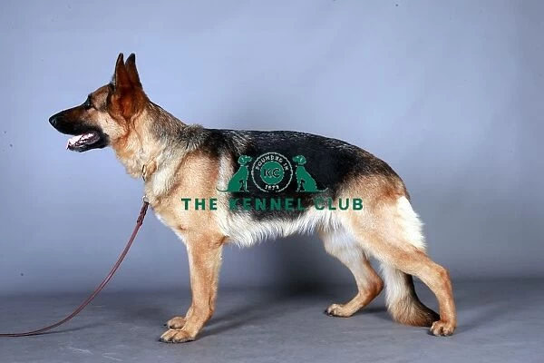 German Shepherd Dog (Alsation)