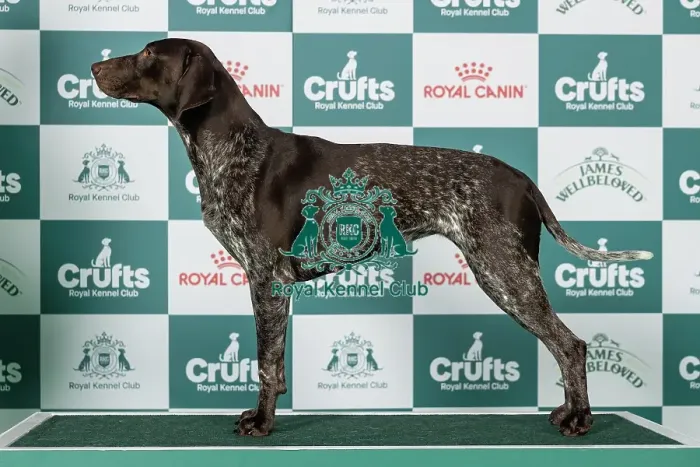 Framed Print : German Shorthaired Pointer Best of Breed Crufts 2026 Framed Print : German Shorthaired Pointer Best of Breed Crufts 2026