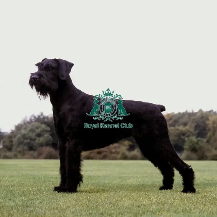 Framed Print : Giant Schnauzer Framed Print : Giant Schnauzer