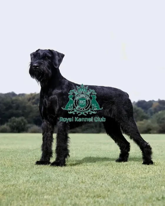 Framed Print : Giant Schnauzer Framed Print : Giant Schnauzer