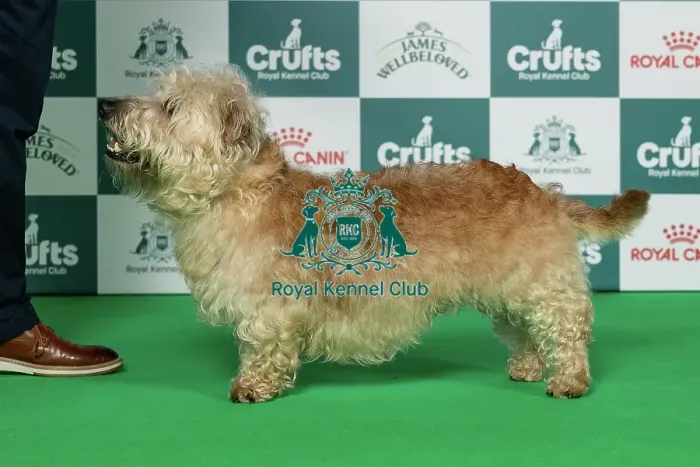 Framed Print : Glen Of Imaal Terrier Best of Breed Crufts 2026 Framed Print : Glen Of Imaal Terrier Best of Breed Crufts 2026