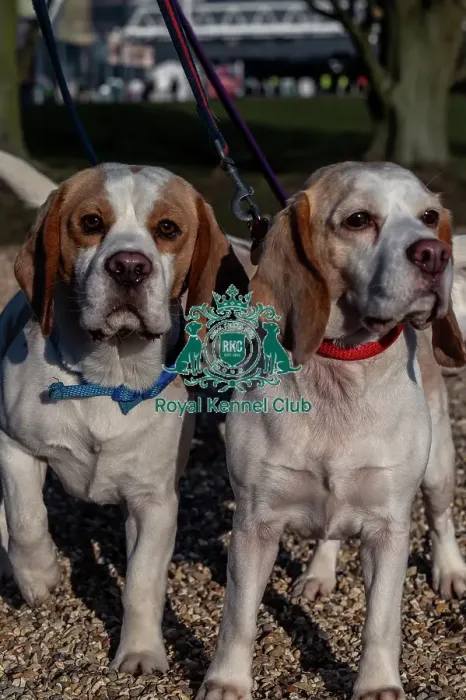 Framed Print : Gojo and Luna, both Beagles, arriving today (Thursday 06 / 03 / 25)