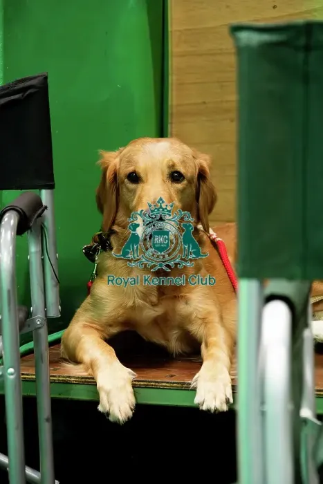 Framed Print : A Golden Retriever On The Benches Framed Print : A Golden Retriever On The Benches