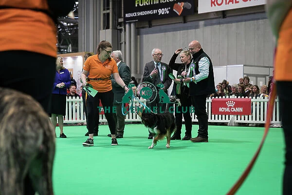 Good Citizen Bronze Award Display at Crufts on Friday 8th March 2024 Kennel Club Good Citizen ring