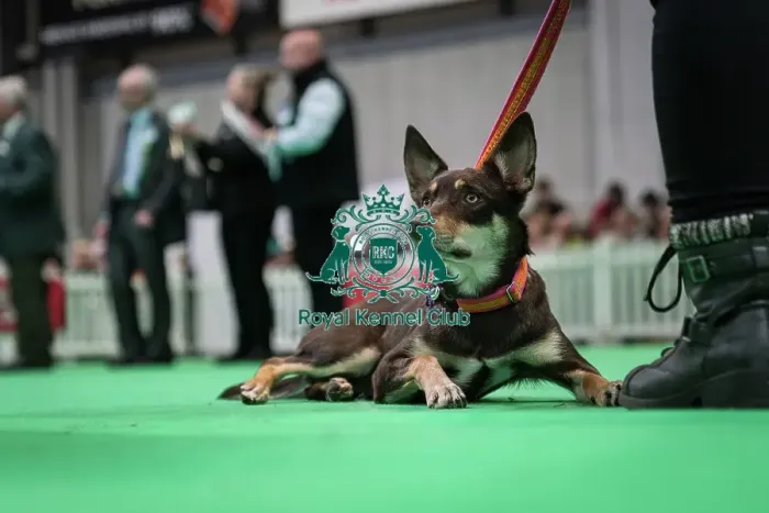 Framed Print : Good Citizen Bronze Award Display at Crufts on Friday 8th March 2024 Kennel Club Good Citizen ring Framed Print : Good Citizen Bronze Award Display at Crufts on Friday 8th March 2024 Kennel Club Good Citizen ring
