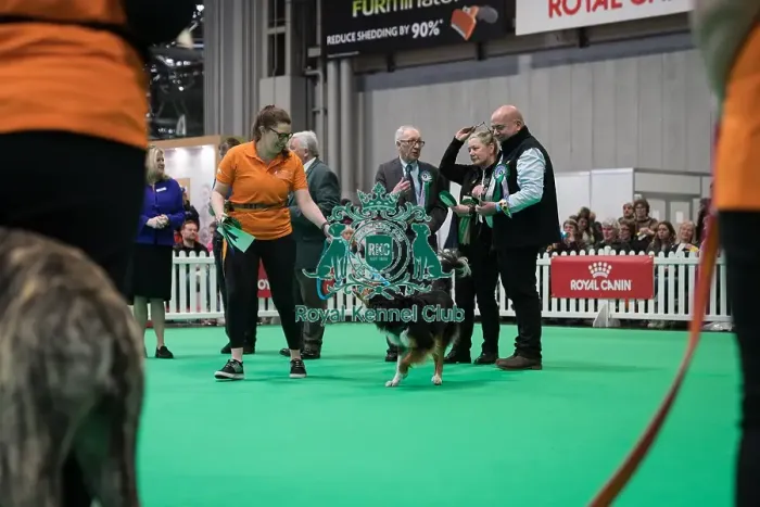 Framed Print : Good Citizen Bronze Award Display at Crufts on Friday 8th March 2024 Kennel Club Good Citizen ring Framed Print : Good Citizen Bronze Award Display at Crufts on Friday 8th March 2024 Kennel Club Good Citizen ring