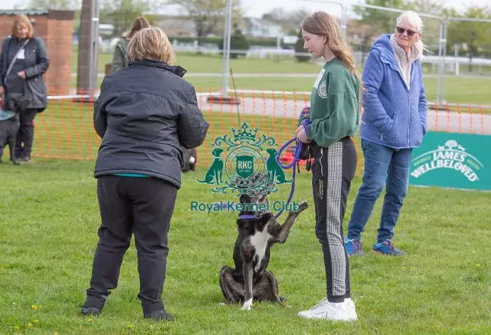 Framed Print : Good Citizen Dog Scheme Class Judging Dog Name Framed Print : Good Citizen Dog Scheme Class Judging Dog Name