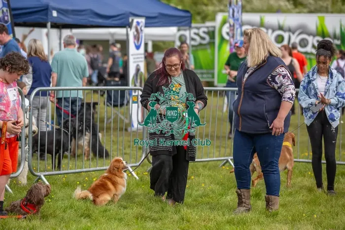 Framed Print : Good Citizen Dog Scheme Class Judging Scruffts Family Crossbreed Competition