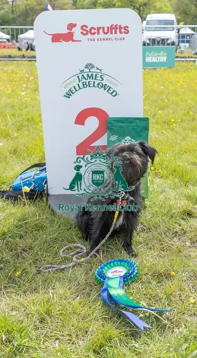Framed Print : Good Citizen Dog Scheme Class Second Place Dog Only Framed Print : Good Citizen Dog Scheme Class Second Place Dog Only