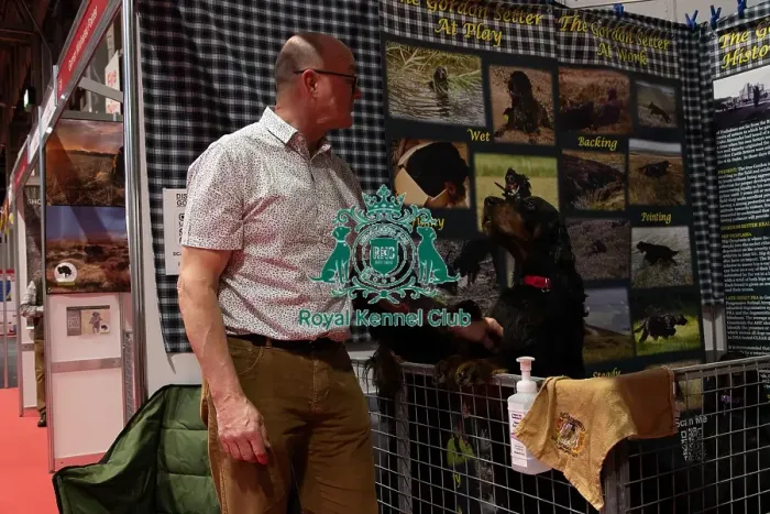 Framed Print : Gordon Setters With Owner Keith Whiting Discover Dogs Framed Print : Gordon Setters With Owner Keith Whiting Discover Dogs