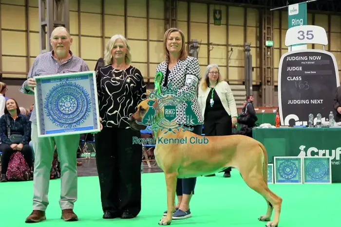 Framed Print : Great Dane - Best of Breed, Crufts 2026 Framed Print : Great Dane - Best of Breed, Crufts 2026