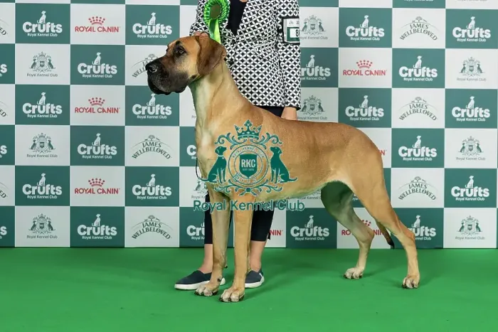 Framed Print : Great Dane Best of Breed Crufts 2026 Ch Goldanias Diva Princess (Mr Mick Stanton) Day 1 - Thursday 5 March 2026 Framed Print : Great Dane Best of Breed Crufts 2026 Ch Goldanias Diva Princess (Mr Mick Stanton) Day 1 - Thursday 5 March 2026