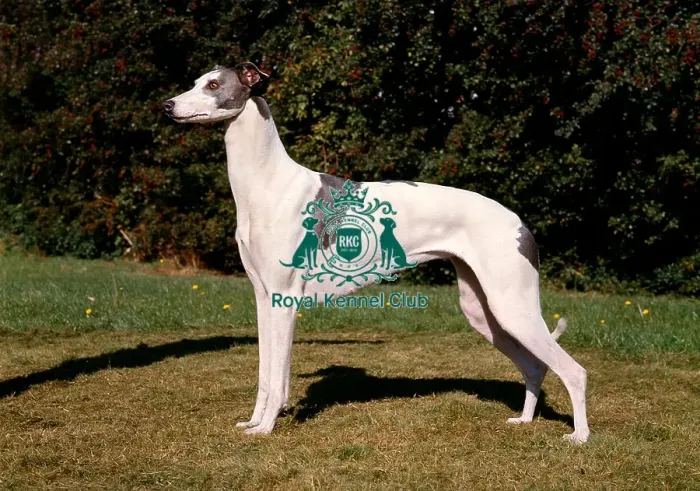 Framed Print : Greyhound Framed Print : Greyhound