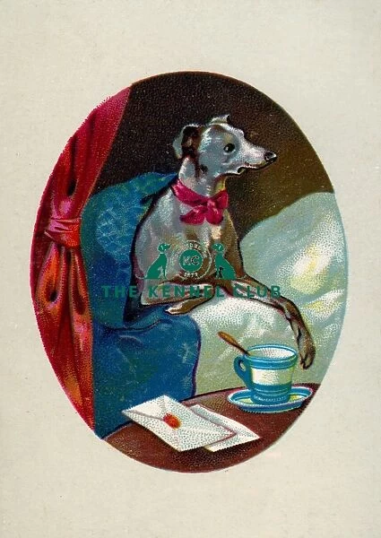 GREYHOUND. greyhound having a cup of tea in bed