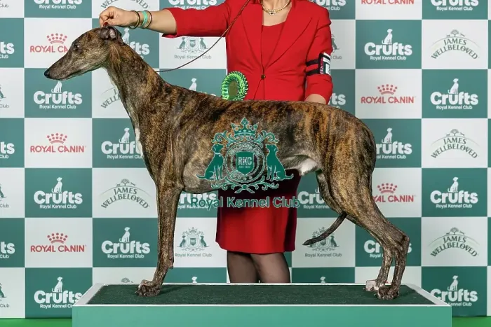 Framed Print : Greyhound Best of Breed Crufts 2026 Framed Print : Greyhound Best of Breed Crufts 2026