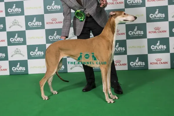 Greyhound Art Prints, Posters Puzzles from The Royal Kennel