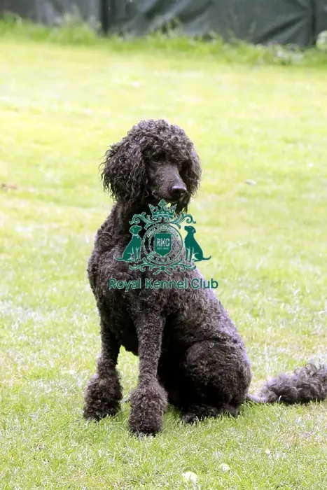 Framed Print : groomed, outdoors, outside, poodle, show dog, stacked, grass