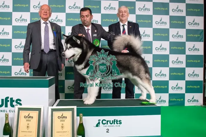Framed Print : Group Winner 2nd place Working Alaskan Malamute Framed Print : Group Winner 2nd place Working Alaskan Malamute
