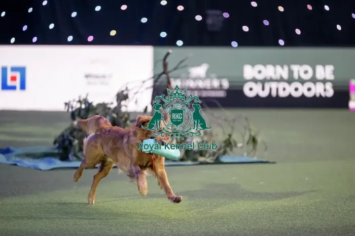 Framed Print : Gundog Display