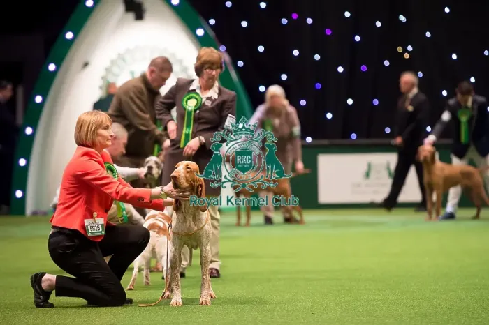 Framed Print : Gundog Group judging Framed Print : Gundog Group judging