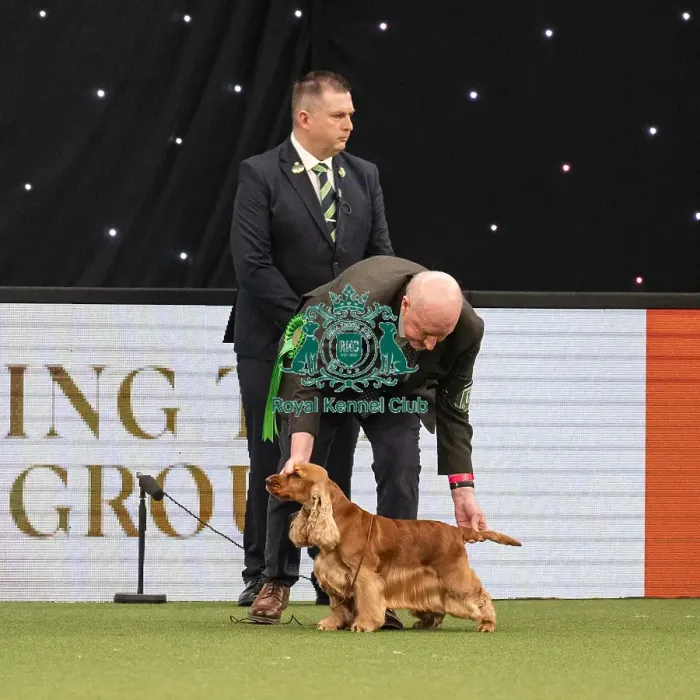 Framed Print : Gundog Group Judging Crufts 2022 Framed Print : Gundog Group Judging Crufts 2022