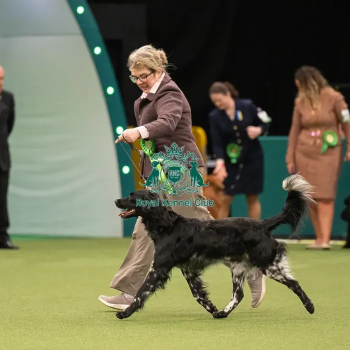 Framed Print : Gundog Group Judging Crufts 2022 Framed Print : Gundog Group Judging Crufts 2022