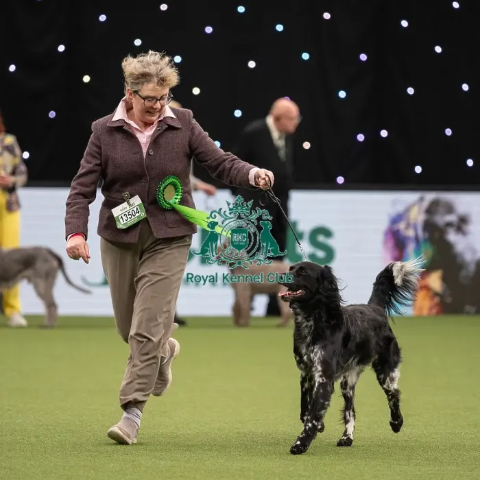Framed Print : Gundog Group Judging Crufts 2022 Framed Print : Gundog Group Judging Crufts 2022